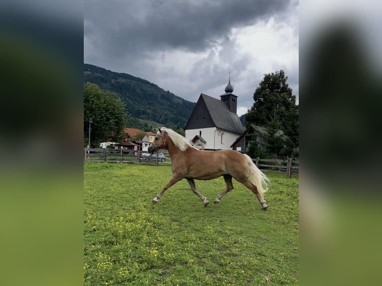 Haflinger Stute 9 Jahre 151 cm in Schöder Haflinger Stute 9 Jahre 151 cm in Schöder