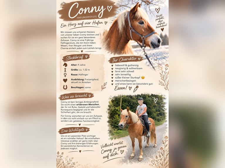 Haflinger Stute 9 Jahre 152 cm  in Feldbach