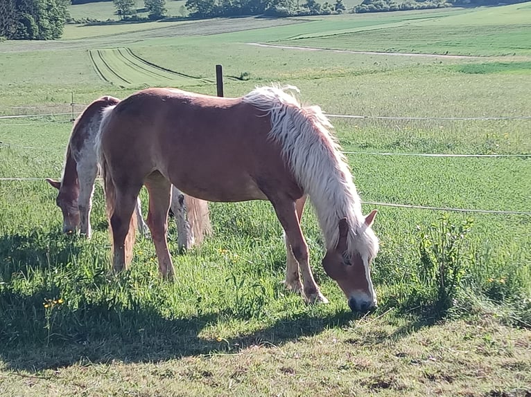 Haflinger Stute 9 Jahre 152 cm Fuchs in Sonnenbühl
