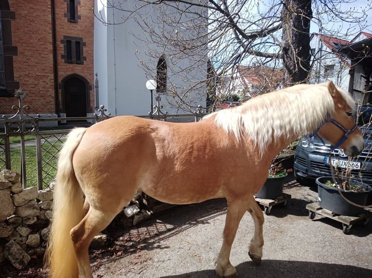 Haflinger Stute 9 Jahre 152 cm Fuchs in Sonnenbühl