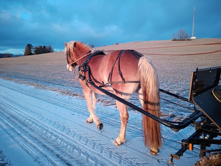 Haflinger Stute 9 Jahre 152 cm Fuchs in Sonnenbühl