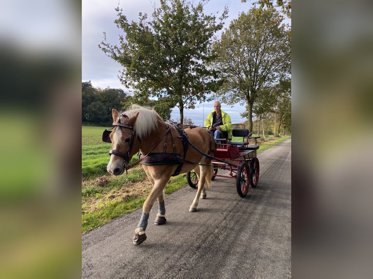 Haflinger Stute 9 Jahre 152 cm Fuchs in Bocholt