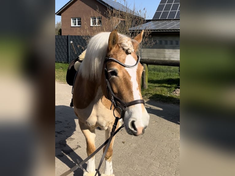 Haflinger Stute 9 Jahre 152 cm Fuchs in Bocholt