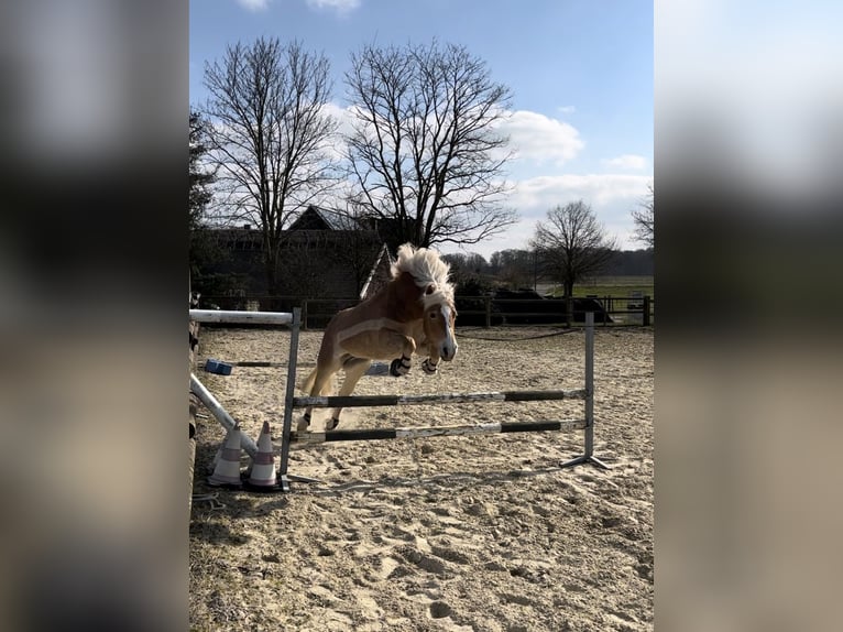 Haflinger Stute 9 Jahre 152 cm Fuchs in Bocholt
