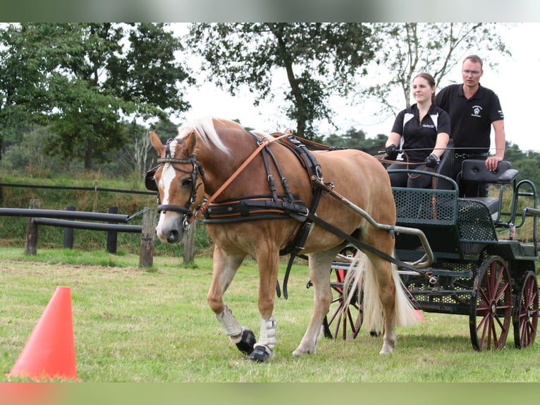 Haflinger Stute 9 Jahre 152 cm Fuchs in Bocholt