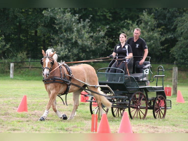 Haflinger Stute 9 Jahre 152 cm Fuchs in Bocholt
