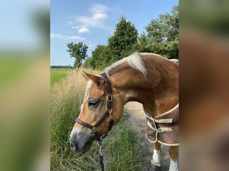 Haflinger Stute 9 Jahre 152 cm Fuchs in Bocholt