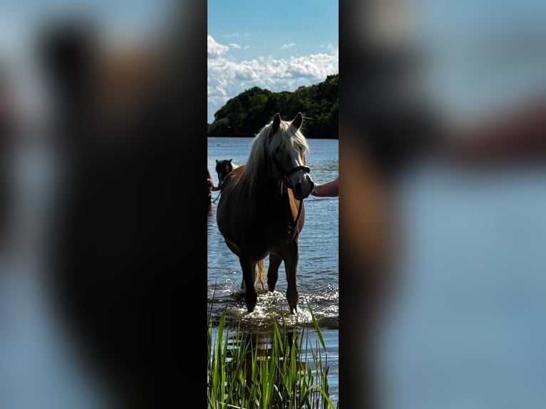 Haflinger Stute 9 Jahre 152 cm Fuchs in Bordesholm