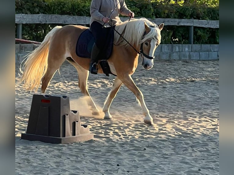 Haflinger Stute 9 Jahre 152 cm Fuchs in Bordesholm
