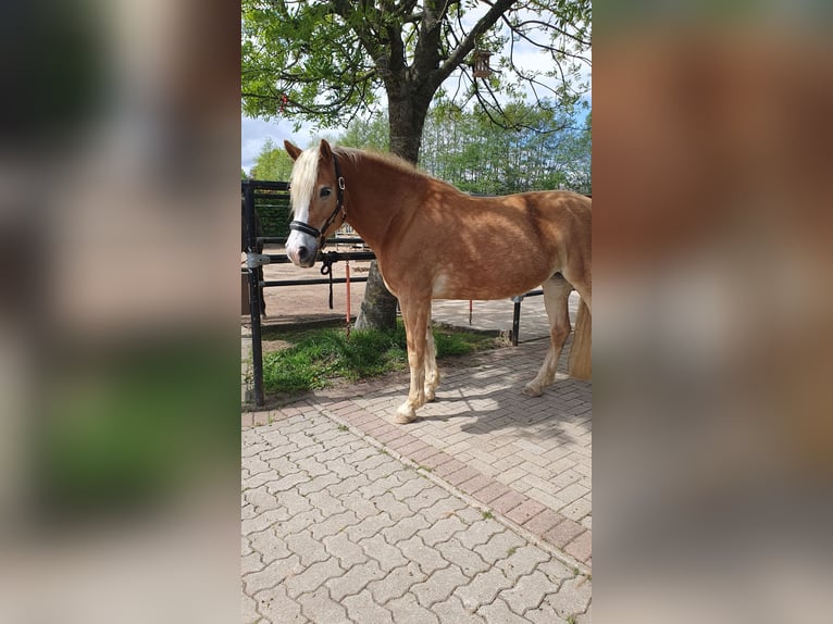 Haflinger Stute 9 Jahre 152 cm Fuchs in Bordesholm