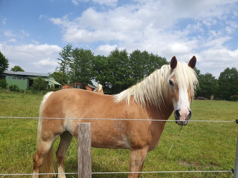 Haflinger Stute 9 Jahre 152 cm Fuchs in Bordesholm