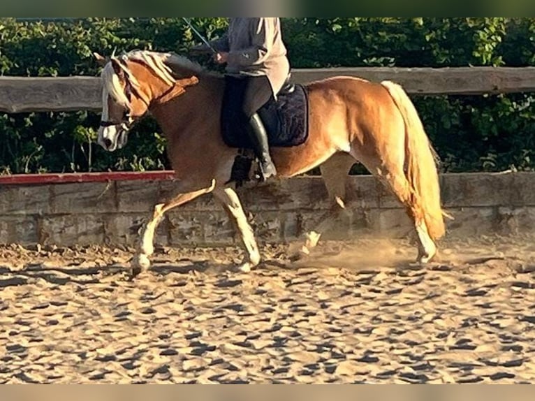 Haflinger Stute 9 Jahre 152 cm Fuchs in Bordesholm