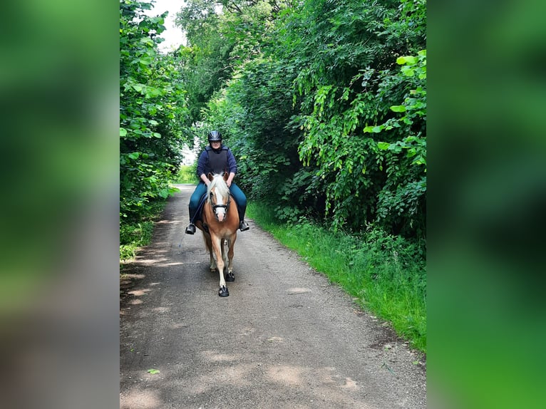 Haflinger Stute 9 Jahre 152 cm Fuchs in Bordesholm
