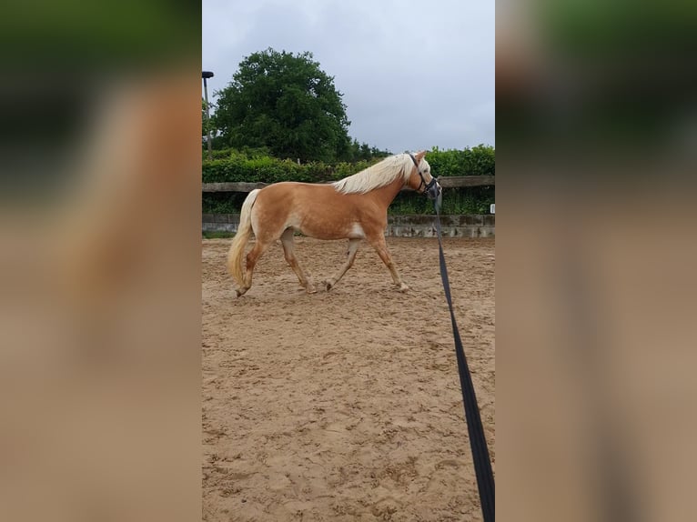 Haflinger Stute 9 Jahre 152 cm Fuchs in Bordesholm