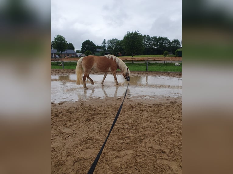 Haflinger Stute 9 Jahre 152 cm Fuchs in Bordesholm