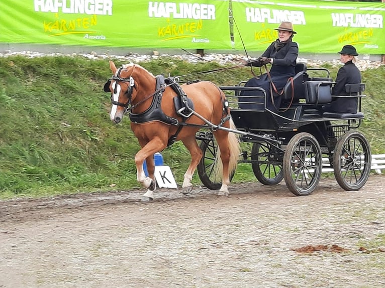 Haflinger Stute 9 Jahre 152 cm Fuchs in Mariapfarr