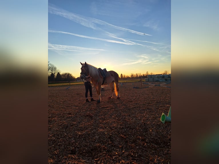 Haflinger Stute 9 Jahre 153 cm  in ljubljana