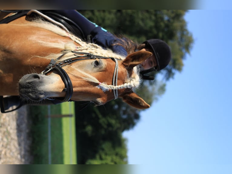 Haflinger Stute 9 Jahre 153 cm  in ljubljana
