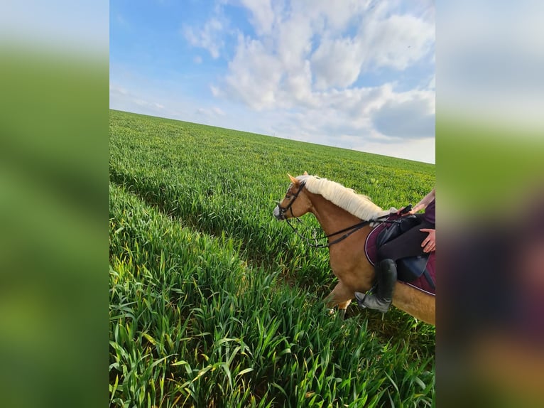 Haflinger Stute 9 Jahre 153 cm Fuchs in Grünow