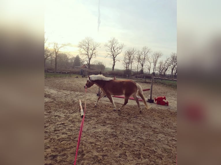 Haflinger Stute 9 Jahre 153 cm Fuchs in Grünow