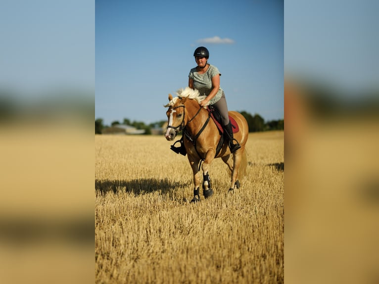 Haflinger Stute 9 Jahre 153 cm Fuchs in Grünow