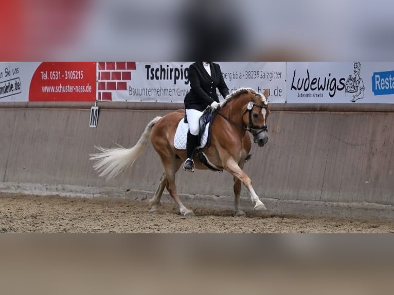 Haflinger Stute 9 Jahre 154 cm Fuchs in Holle