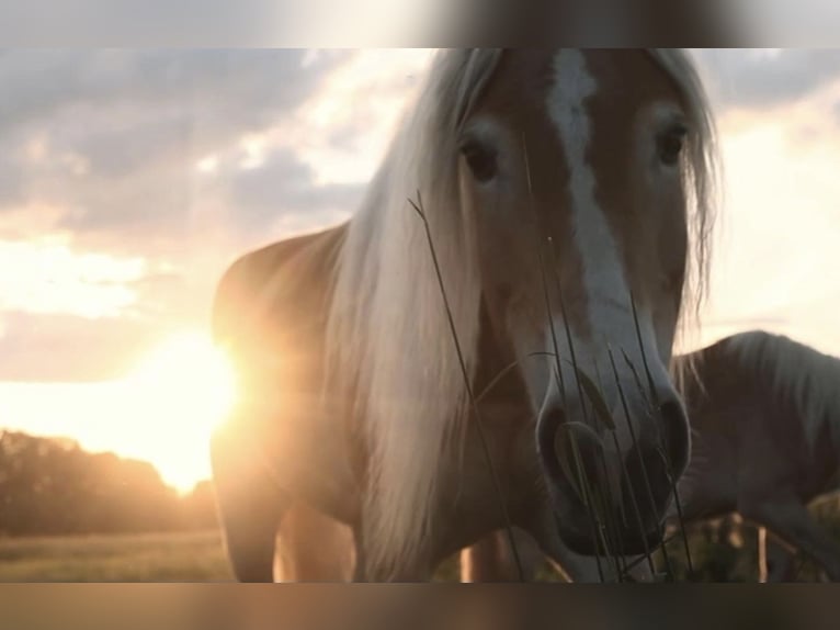 Haflinger Stute 9 Jahre 154 cm Fuchs in Trebbin