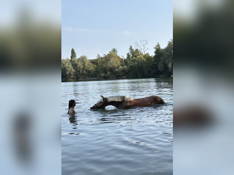 Haflinger Stute 9 Jahre 154 cm Fuchs in Rheinstetten