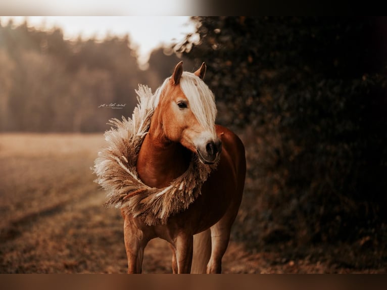 Haflinger Stute 9 Jahre 154 cm Fuchs in Neukirchen