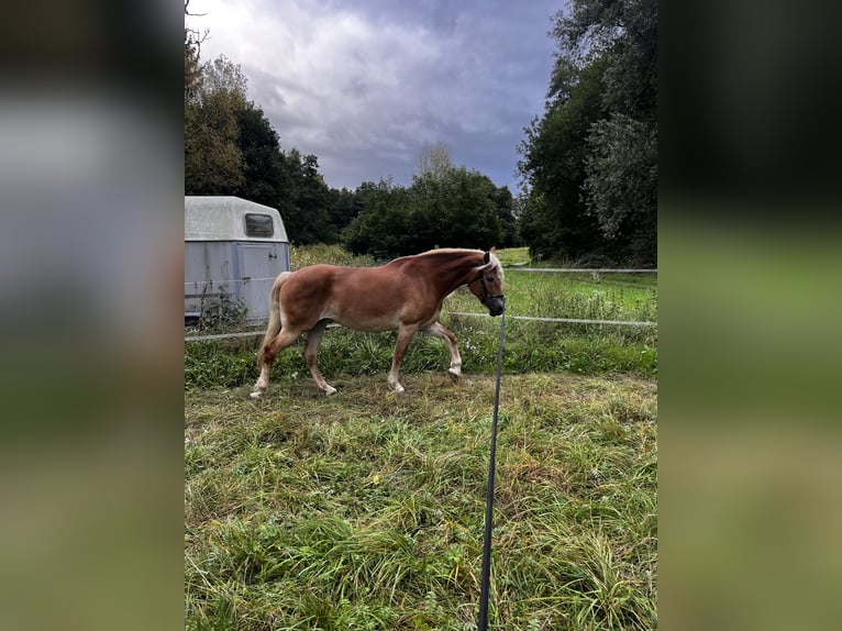 Haflinger Stute 9 Jahre 155 cm in Seeheim-Jugenheim