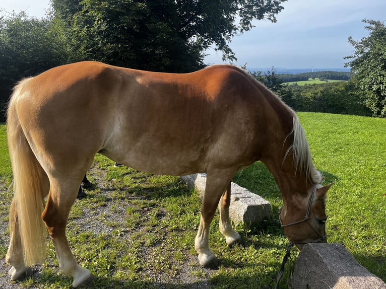 Haflinger Stute 9 Jahre 155 cm in Seeheim-Jugenheim