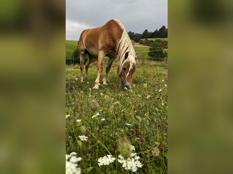 Haflinger Stute 9 Jahre 155 cm in Seeheim-Jugenheim