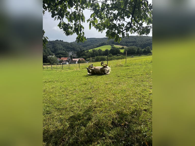 Haflinger Stute 9 Jahre 155 cm in Seeheim-Jugenheim