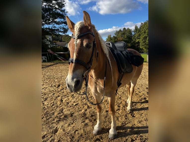 Haflinger Stute 9 Jahre 155 cm in Seeheim-Jugenheim
