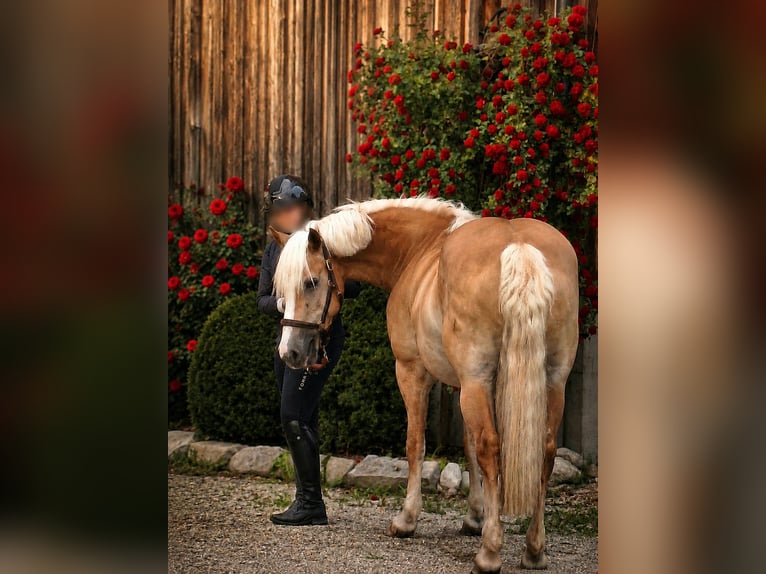 Haflinger Stute 9 Jahre 155 cm Fuchs in Salzburg