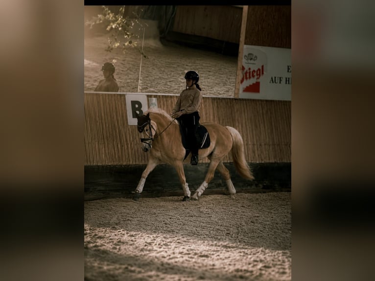 Haflinger Stute 9 Jahre 155 cm Fuchs in Salzburg