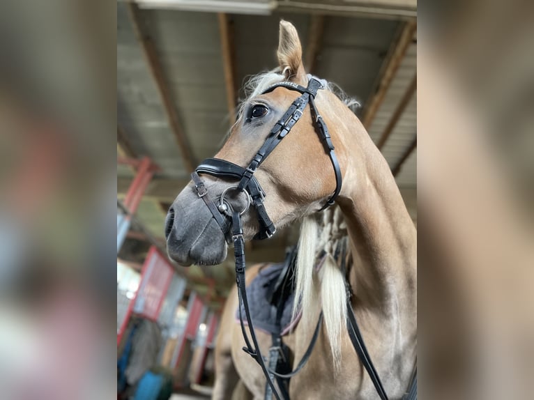 Haflinger Stute 9 Jahre 164 cm Fuchs in Greven Haflinger Stute 9 Jahre 164 cm Fuchs in Greven