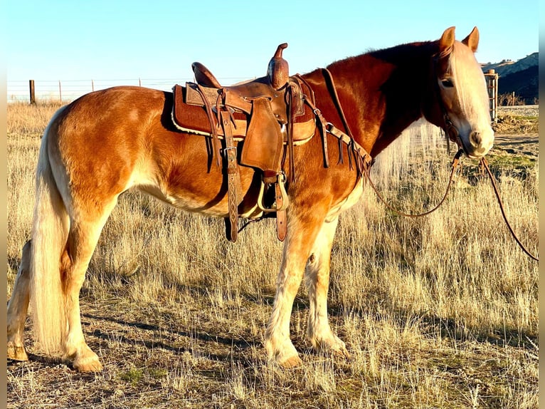 Haflinger Stute 9 Jahre Dunkelfuchs in Paicines, CA