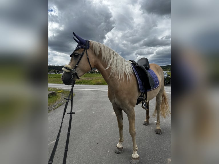 Haflinger Stute 9 Jahre in Neunkirchen