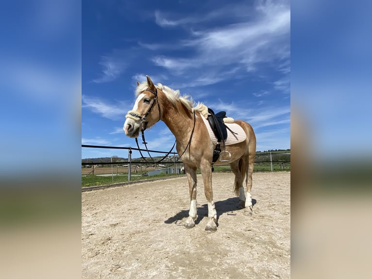Haflinger Stute 9 Jahre in Neunkirchen