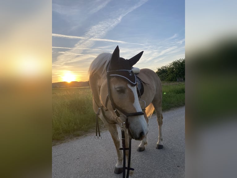 Haflinger Stute 9 Jahre in Neunkirchen