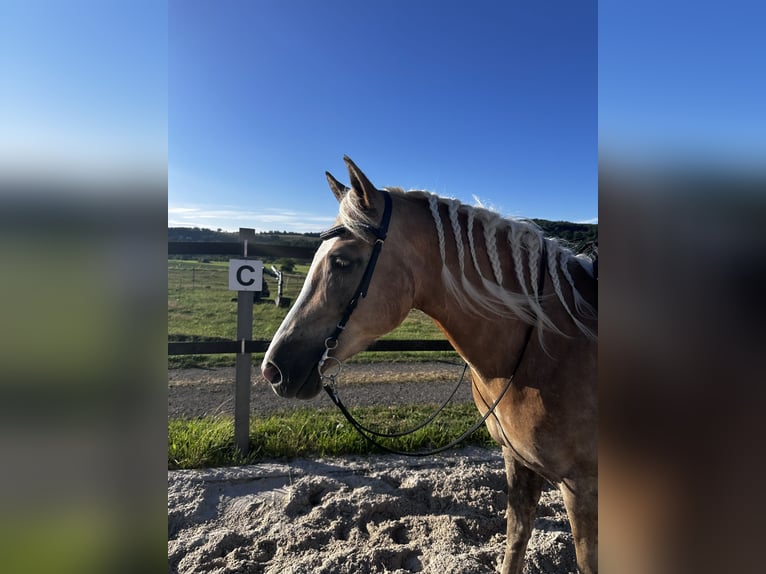 Haflinger Stute 9 Jahre in Neunkirchen