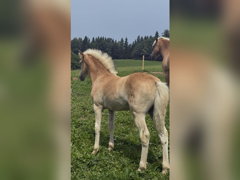 Haflinger Stute Fohlen (05/2025) 148 cm Fuchs in Maria Lankowitz