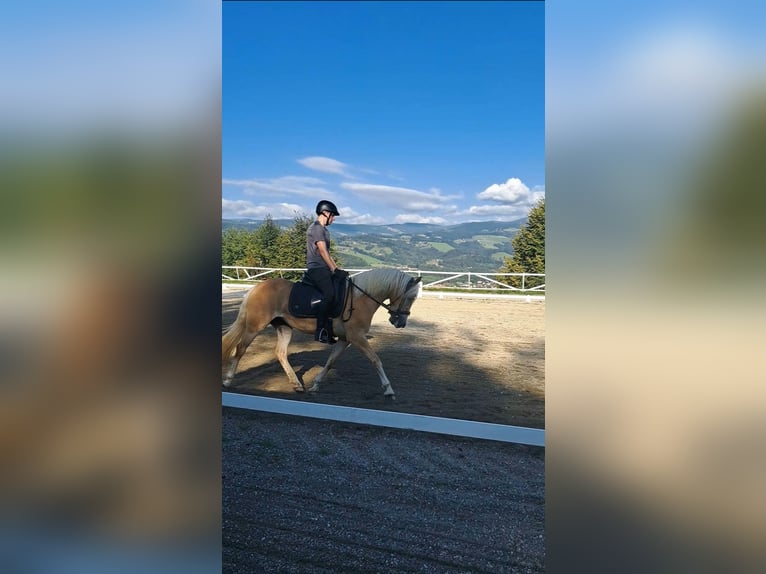Haflinger Stute Fohlen (05/2025) 148 cm Fuchs in Maria Lankowitz