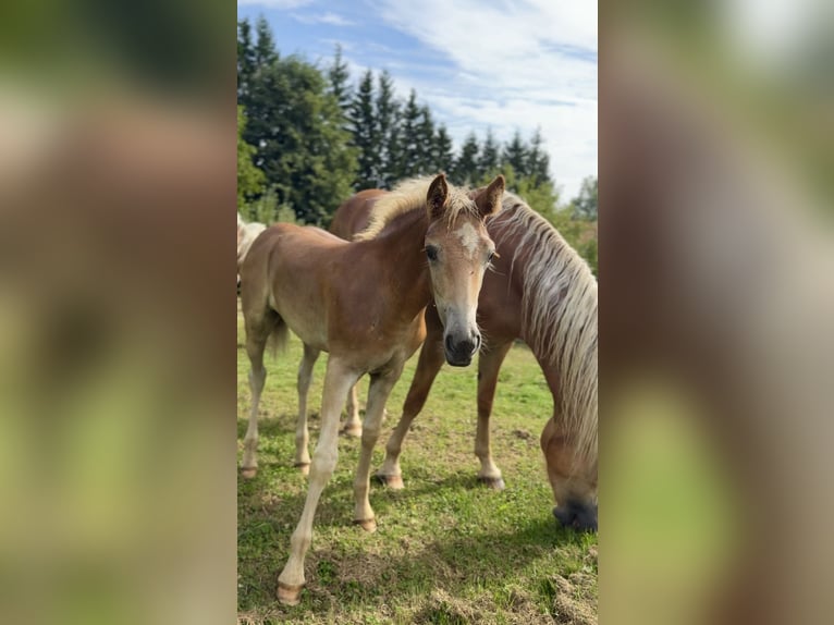Haflinger Stute Fohlen (05/2025) 148 cm Fuchs in Maria Lankowitz
