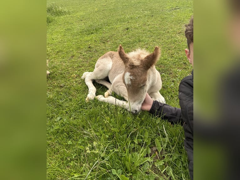 Haflinger Stute Fohlen (05/2025) 148 cm Fuchs in Maria Lankowitz