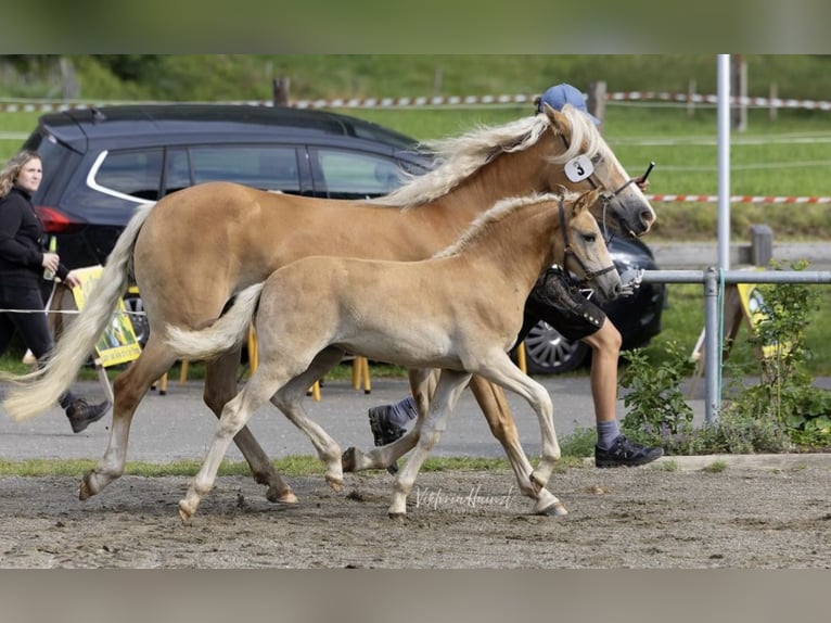 Haflinger Stute Fohlen (05/2025) 148 cm Fuchs in Maria Lankowitz