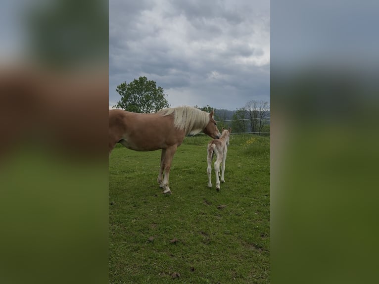 Haflinger Stute Fohlen (05/2025) 148 cm Fuchs in Maria Lankowitz