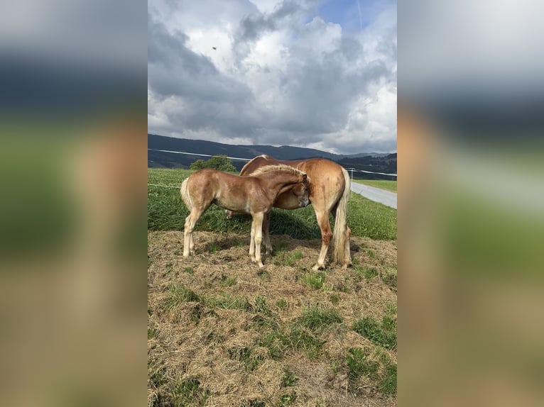 Haflinger Stute Fohlen (05/2025) 148 cm Fuchs in Maria Lankowitz