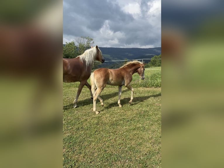 Haflinger Stute Fohlen (05/2025) 148 cm Fuchs in Maria Lankowitz